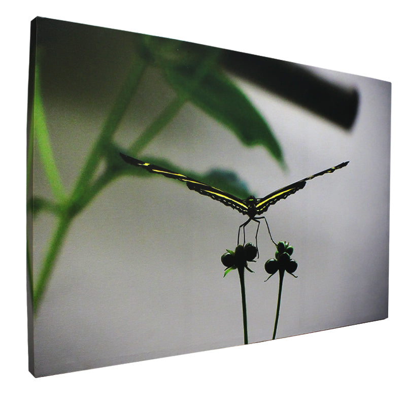 Naturaleza | José Muñoz